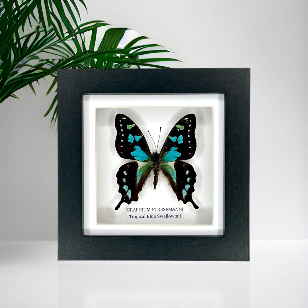 Tropical Blue Swallowtail (Graphium Stresemanni) - Small Framed Butterfly
with blue and green details handmade by cuteaholic entomology taxidermy insects bugs