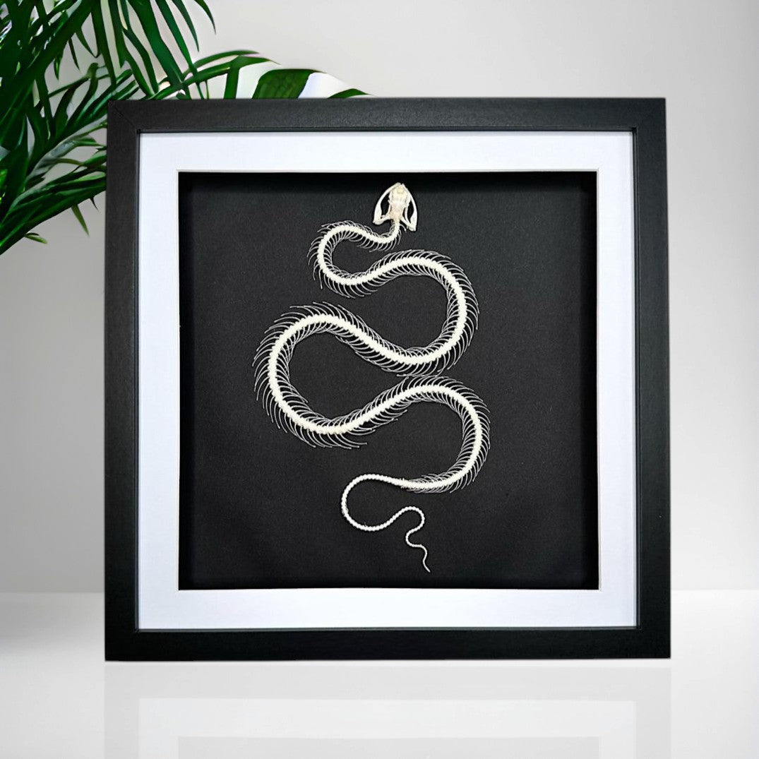 White-lipped Pit Viper Snake | Large Frame • Taxidermy Entomology Home Decor Framed Art