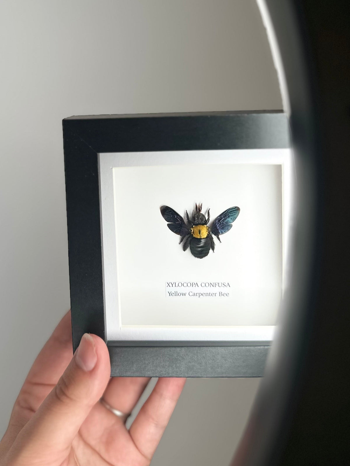Yellow Carpenter Bee | Xylocopa Confusa | Small deep black Frame - Taxidermy Entomology Home Decor Framed Natural Art hand made by cuteaholic gifts