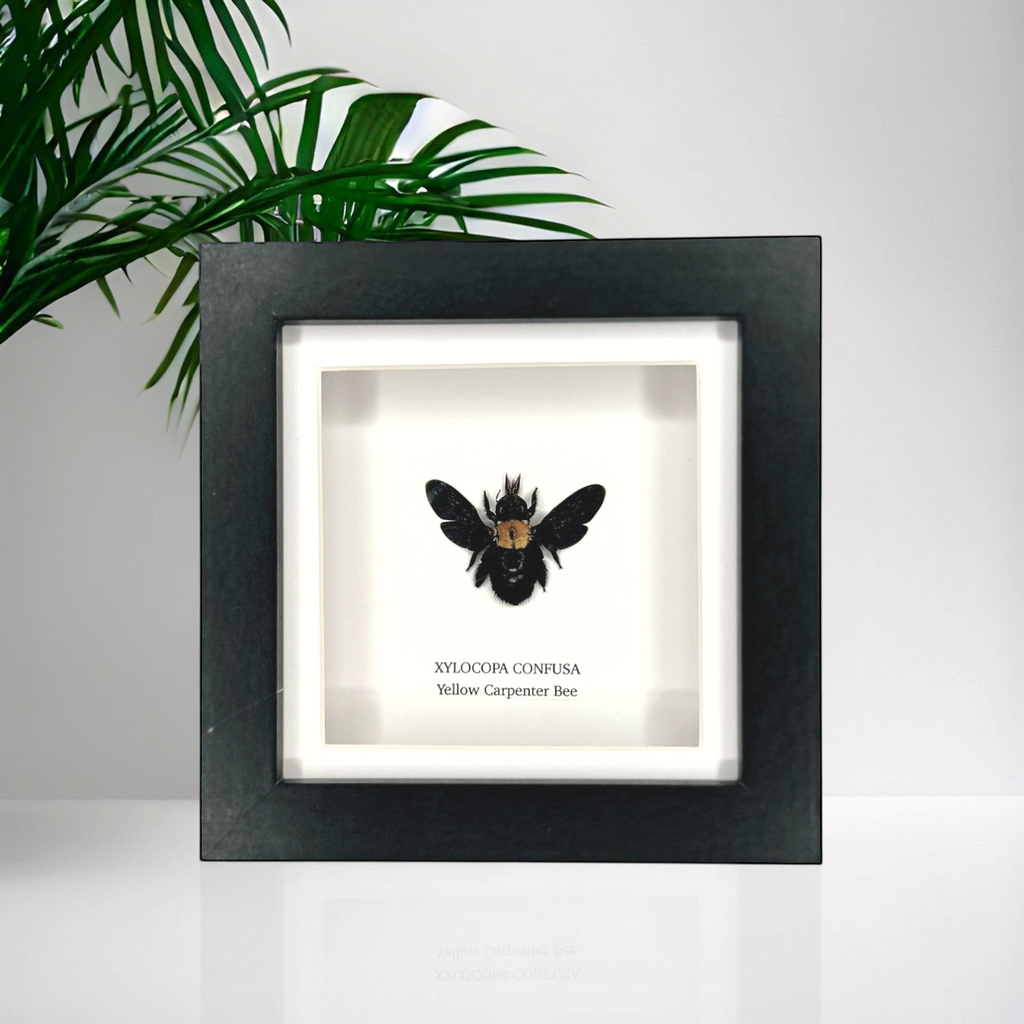 Yellow Carpenter Bee | Xylocopa Confusa | Small deep black Frame - Taxidermy Entomology Home Decor Framed Natural Art hand made by cuteaholic gifts