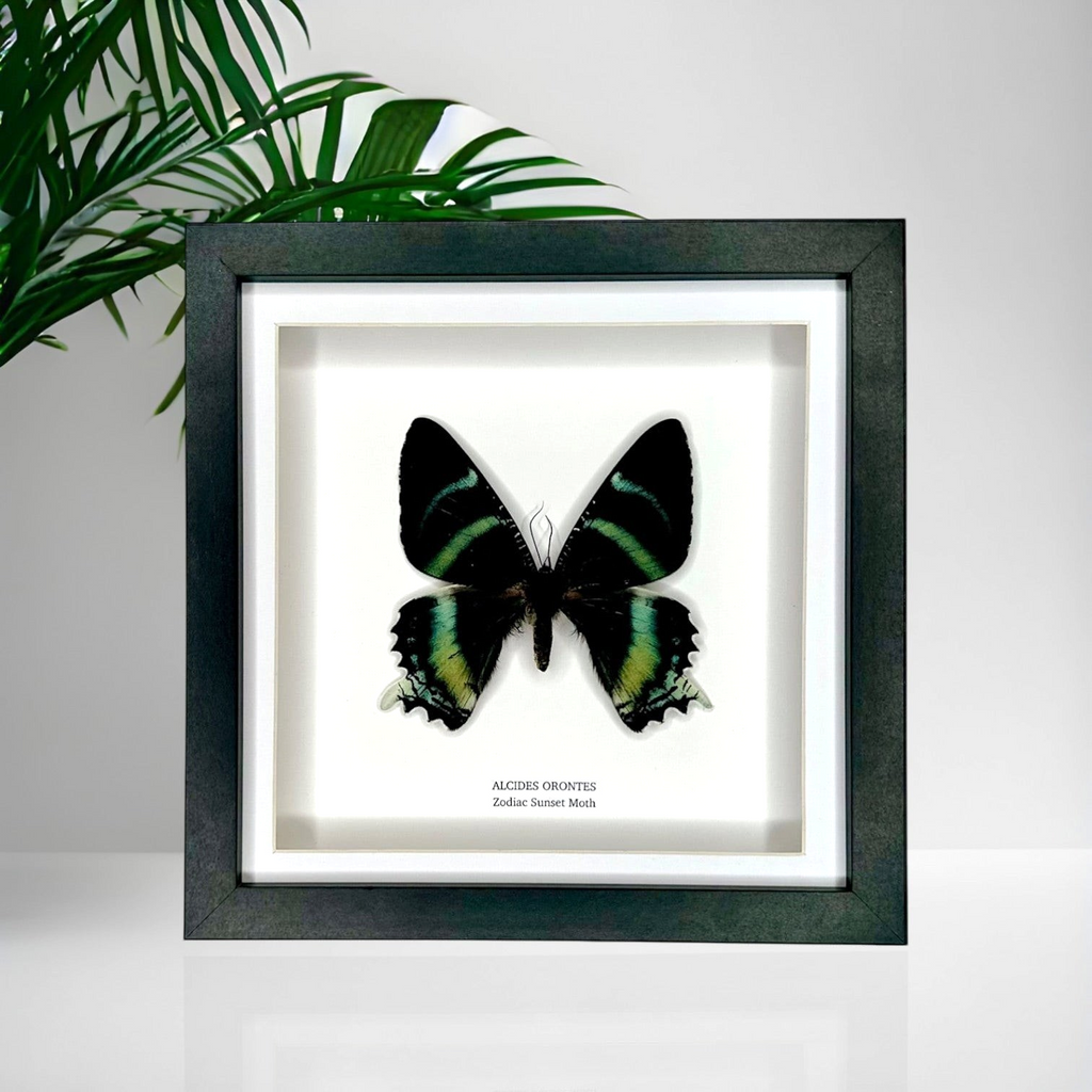 Zodiac Sunset Moth Front | Alcides Orontes | Medium deep black shadow Frame - Taxidermy Entomology Home Decor Framed Natural Art handmade by cuteaholic gifts