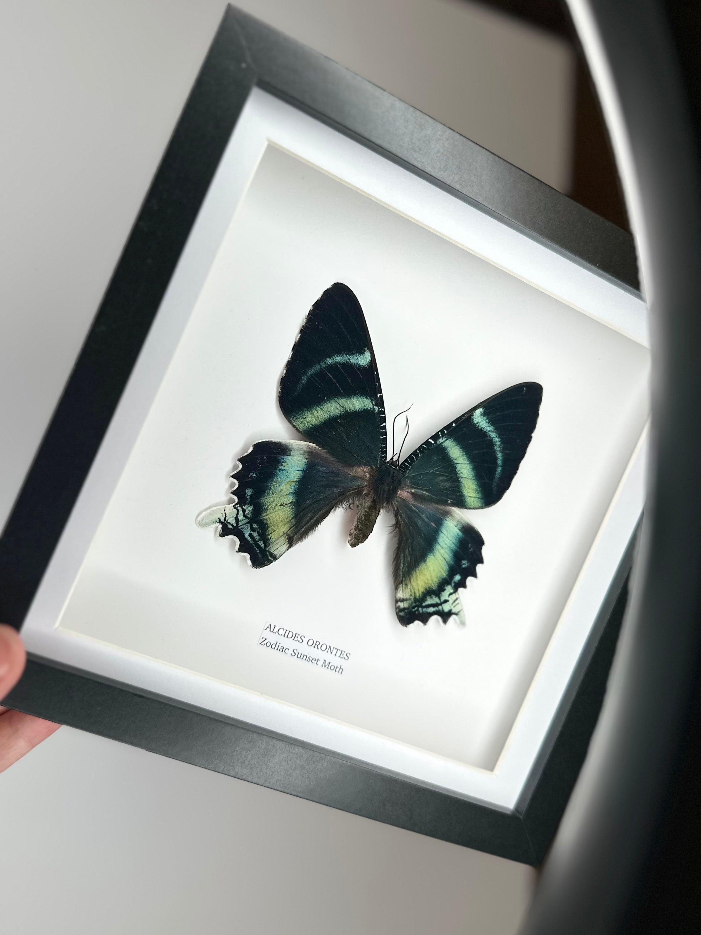 Zodiac Sunset Moth Front | Alcides Orontes | Medium deep black shadow Frame - Taxidermy Entomology Home Decor Framed Natural Art handmade by cuteaholic gifts