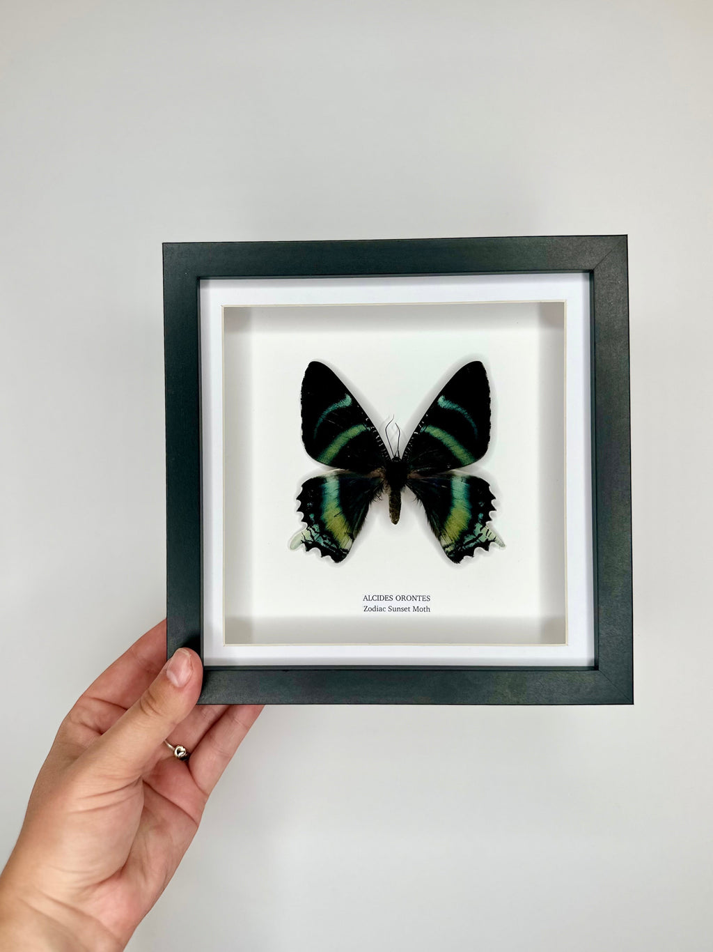 Zodiac Sunset Moth Front | Alcides Orontes | Medium deep black shadow Frame - Taxidermy Entomology Home Decor Framed Natural Art handmade by cuteaholic gifts