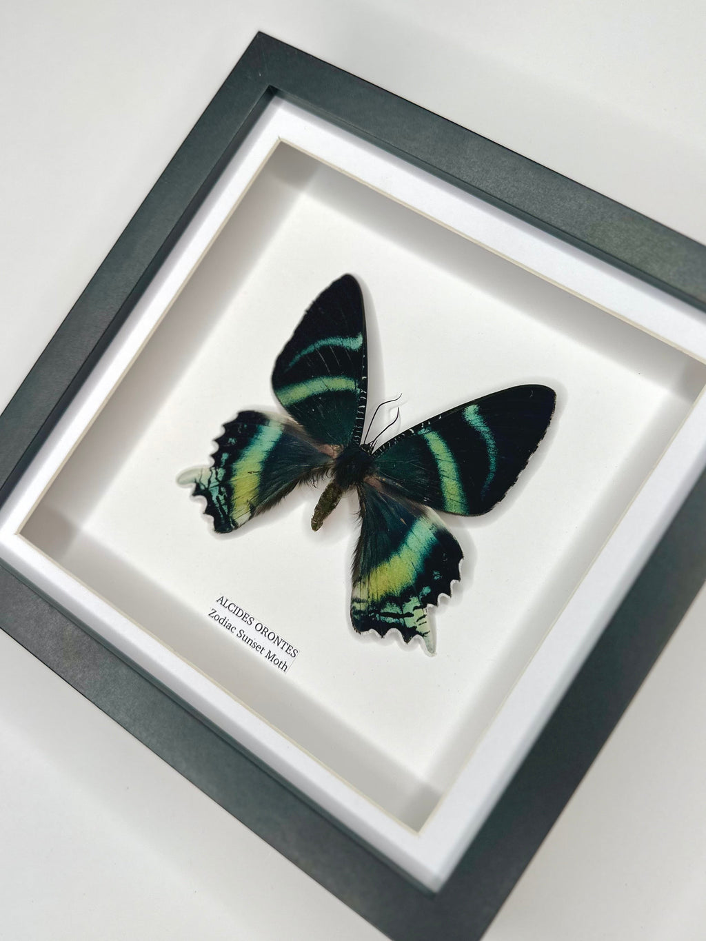 Zodiac Sunset Moth Front | Alcides Orontes | Medium deep black shadow Frame - Taxidermy Entomology Home Decor Framed Natural Art handmade by cuteaholic gifts