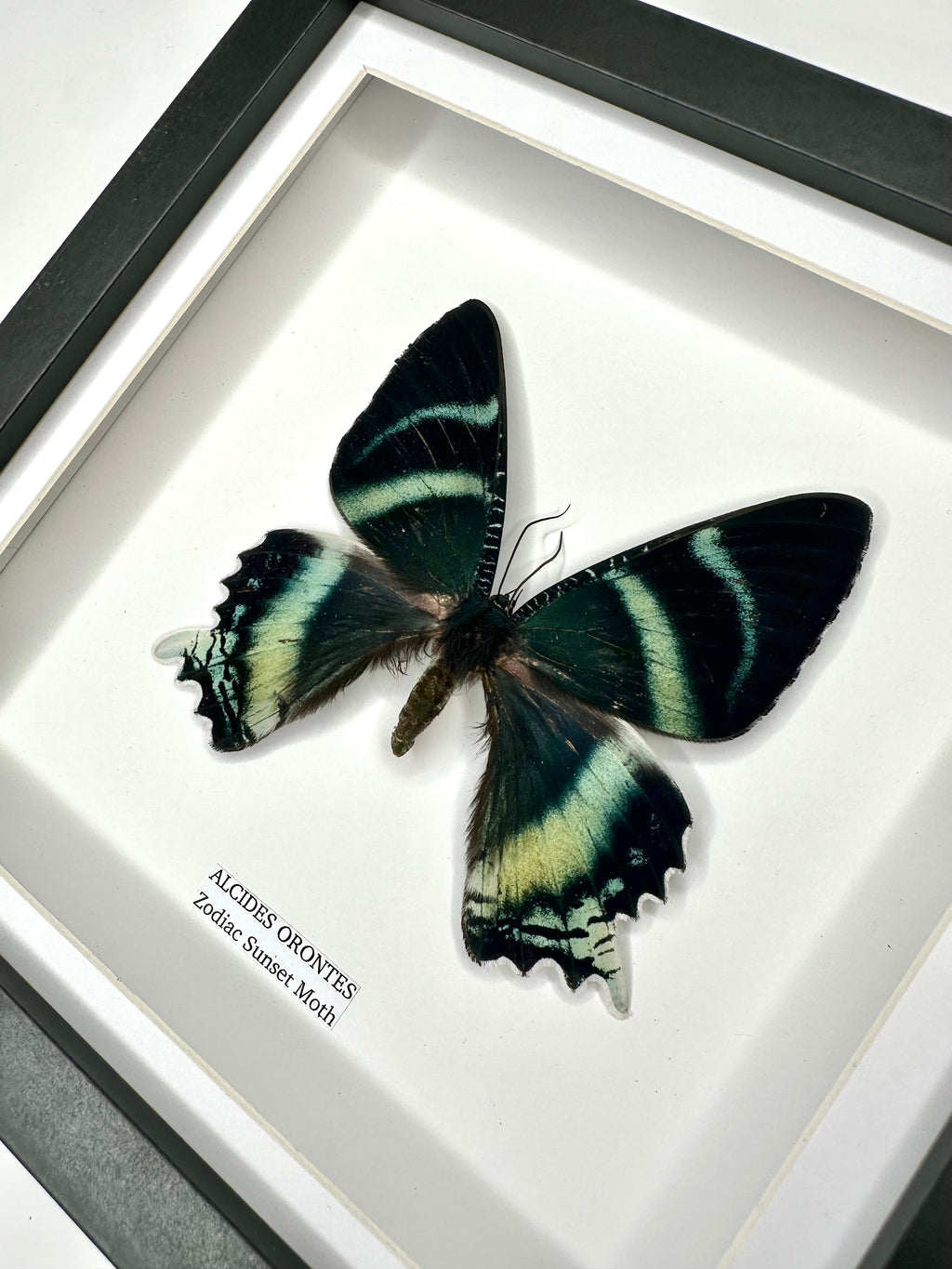 Zodiac Sunset Moth Front | Alcides Orontes | Medium deep black shadow Frame - Taxidermy Entomology Home Decor Framed Natural Art handmade by cuteaholic gifts