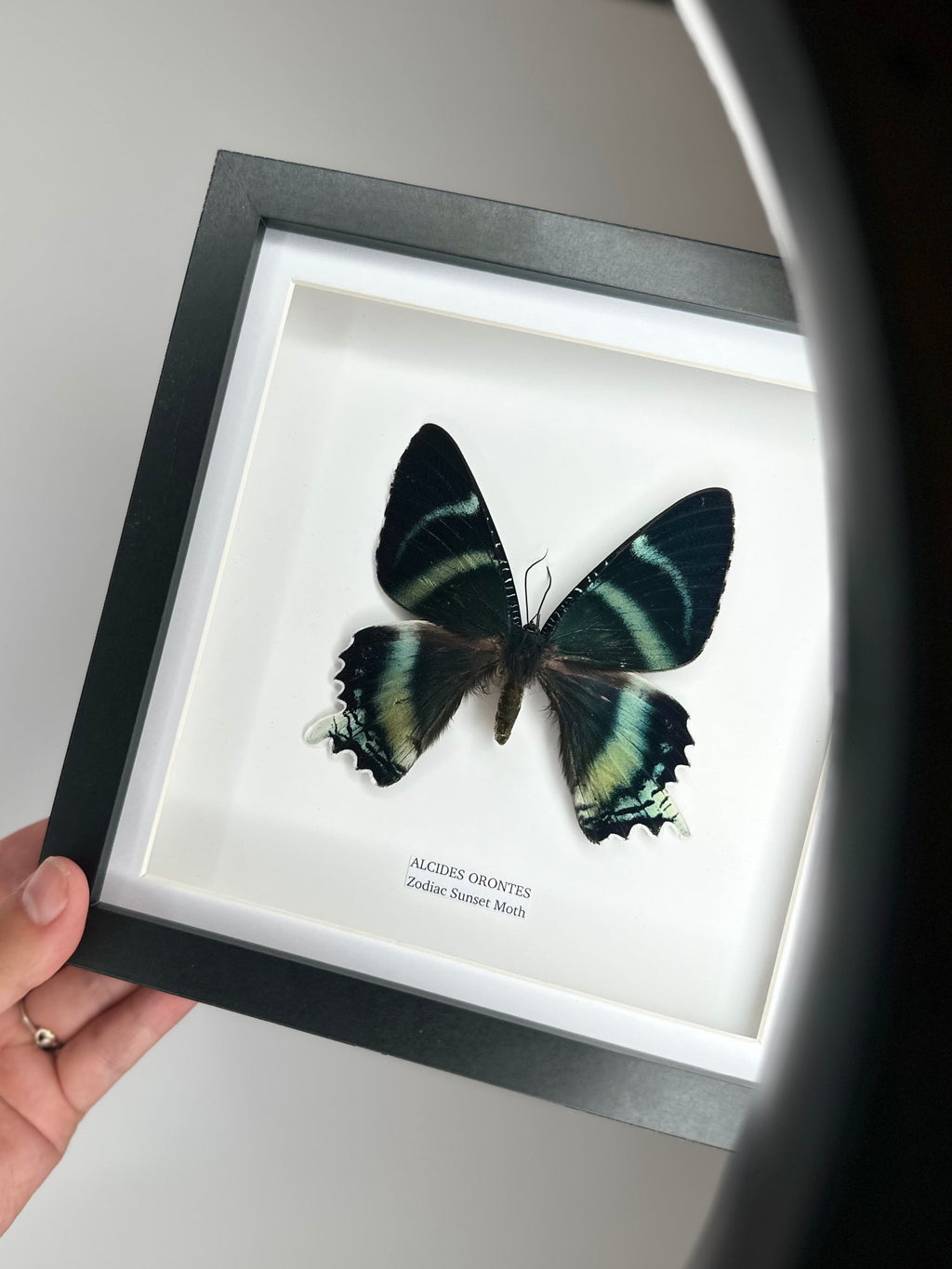 Zodiac Sunset Moth Front | Alcides Orontes | Medium deep black shadow Frame - Taxidermy Entomology Home Decor Framed Natural Art handmade by cuteaholic gifts