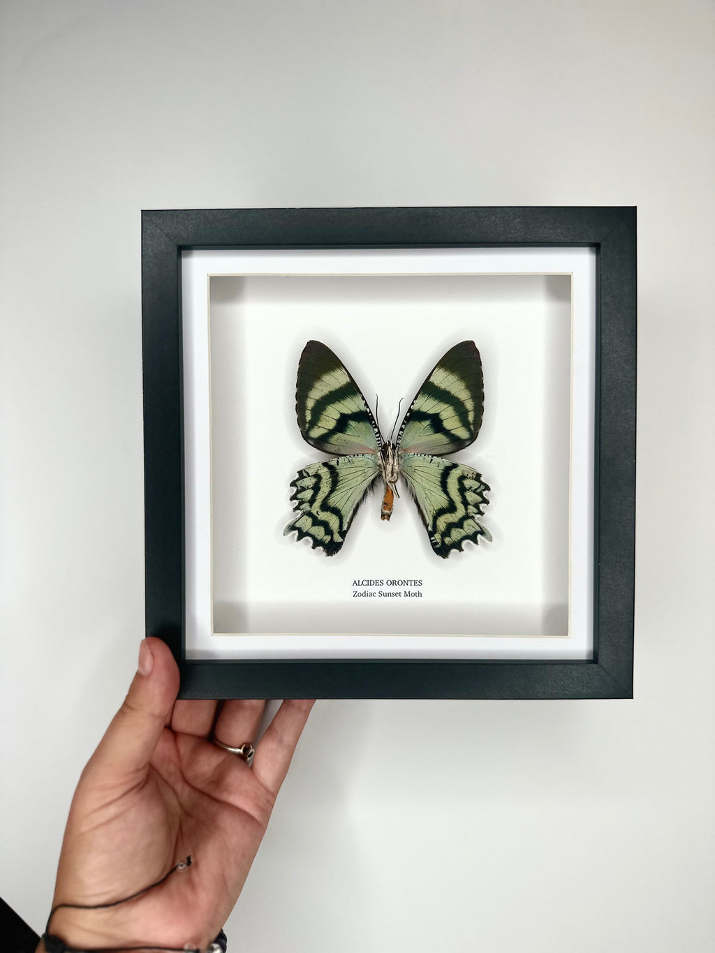 Zodiac Sunset Moth | Underwing Alcides Orontes | Medium deep black shadow Frame - Taxidermy Entomology Home Decor Framed Natural Art handmade by cuteaholic gifts