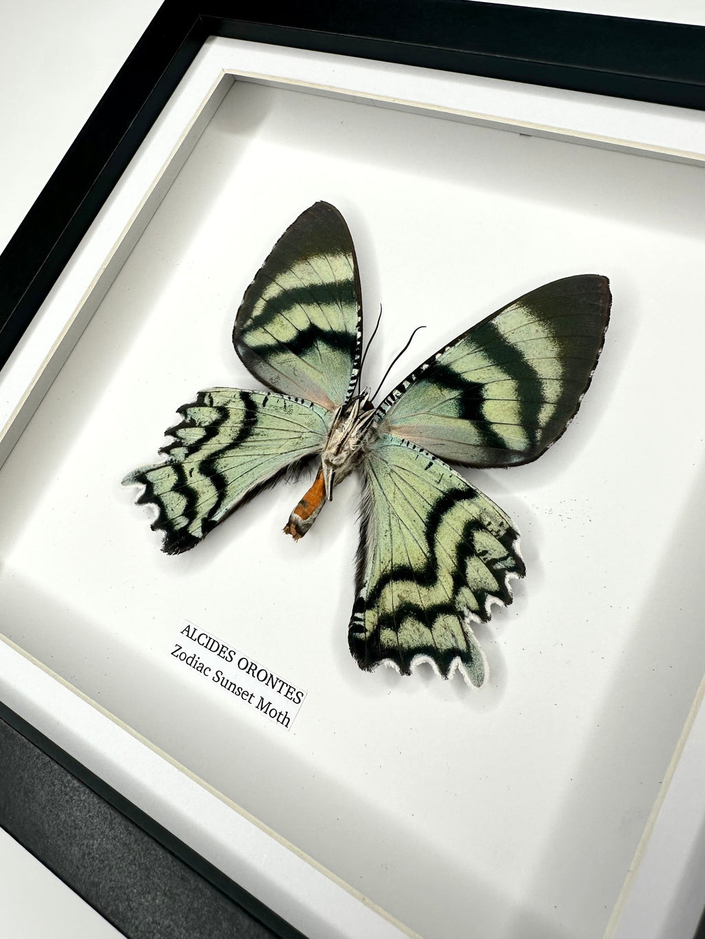Zodiac Sunset Moth | Underwing Alcides Orontes | Medium deep black shadow Frame - Taxidermy Entomology Home Decor Framed Natural Art handmade by cuteaholic gifts