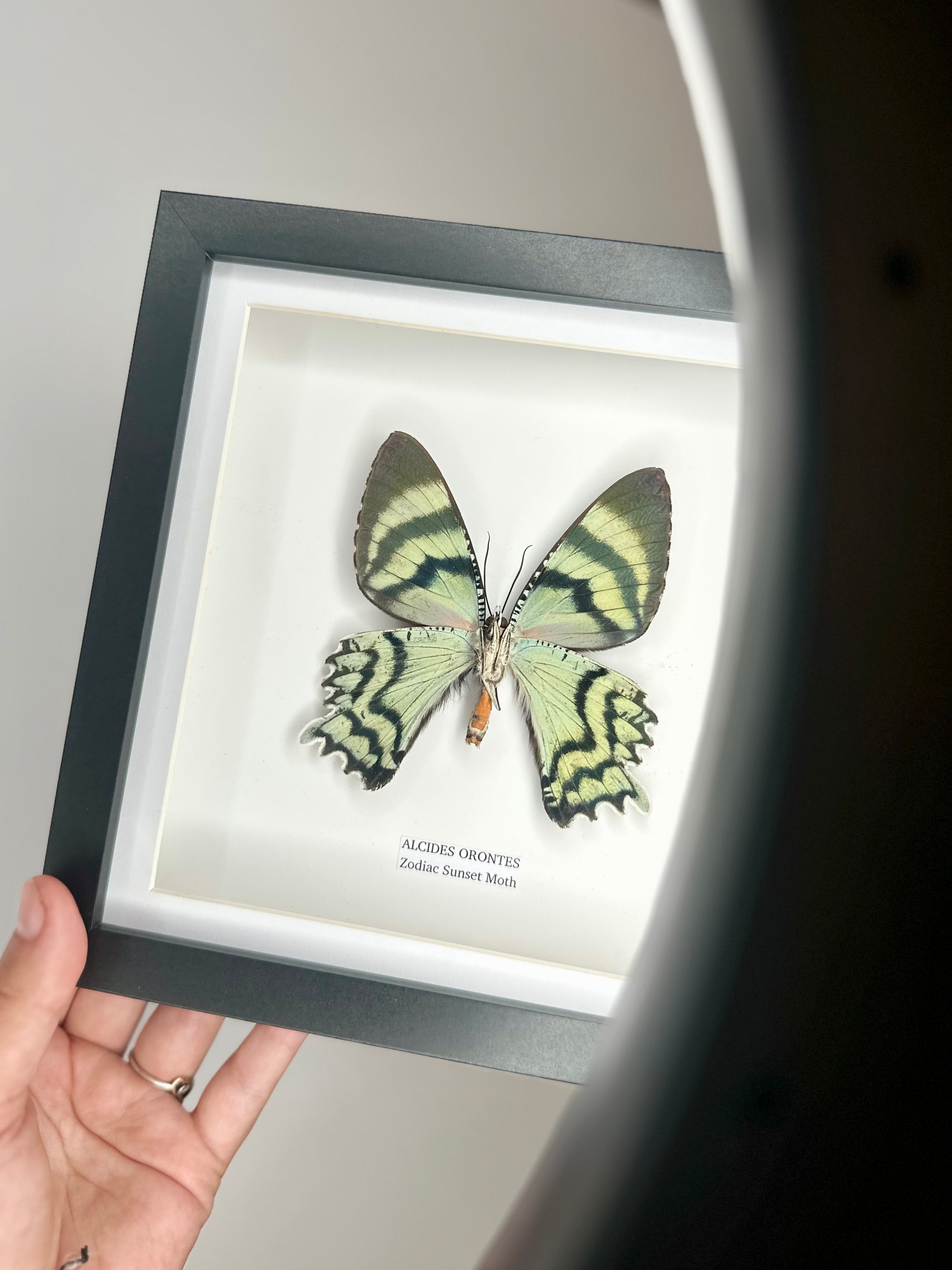 Zodiac Sunset Moth | Underwing Alcides Orontes | Medium deep black shadow Frame - Taxidermy Entomology Home Decor Framed Natural Art handmade by cuteaholic gifts