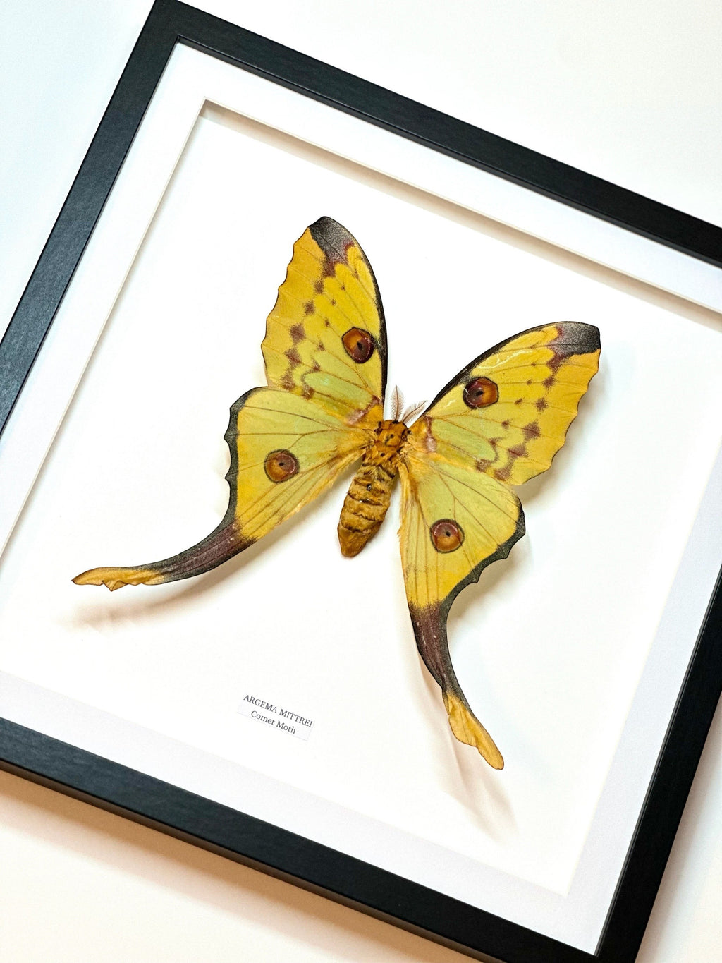 Cuteaholic framed Argema Mittrei Comet Moth, large yellow and brown insect with eye spots and long tails, mounted on white background.