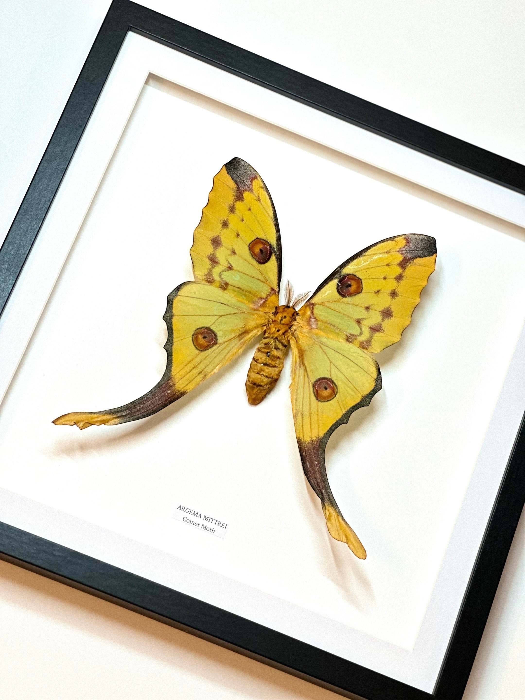 Cuteaholic framed Argema Mittrei Comet Moth, large yellow and brown insect with eye spots and long tails, mounted on white background.