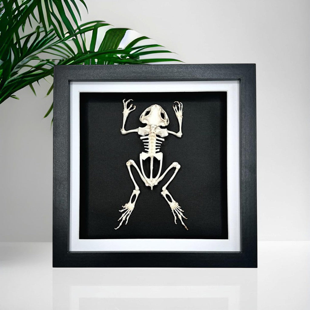 Cuteaholic Asian Common Toad skeleton, ethically sourced, framed in a medium black shadow box with white matting. Taxidermy entomology home decor.