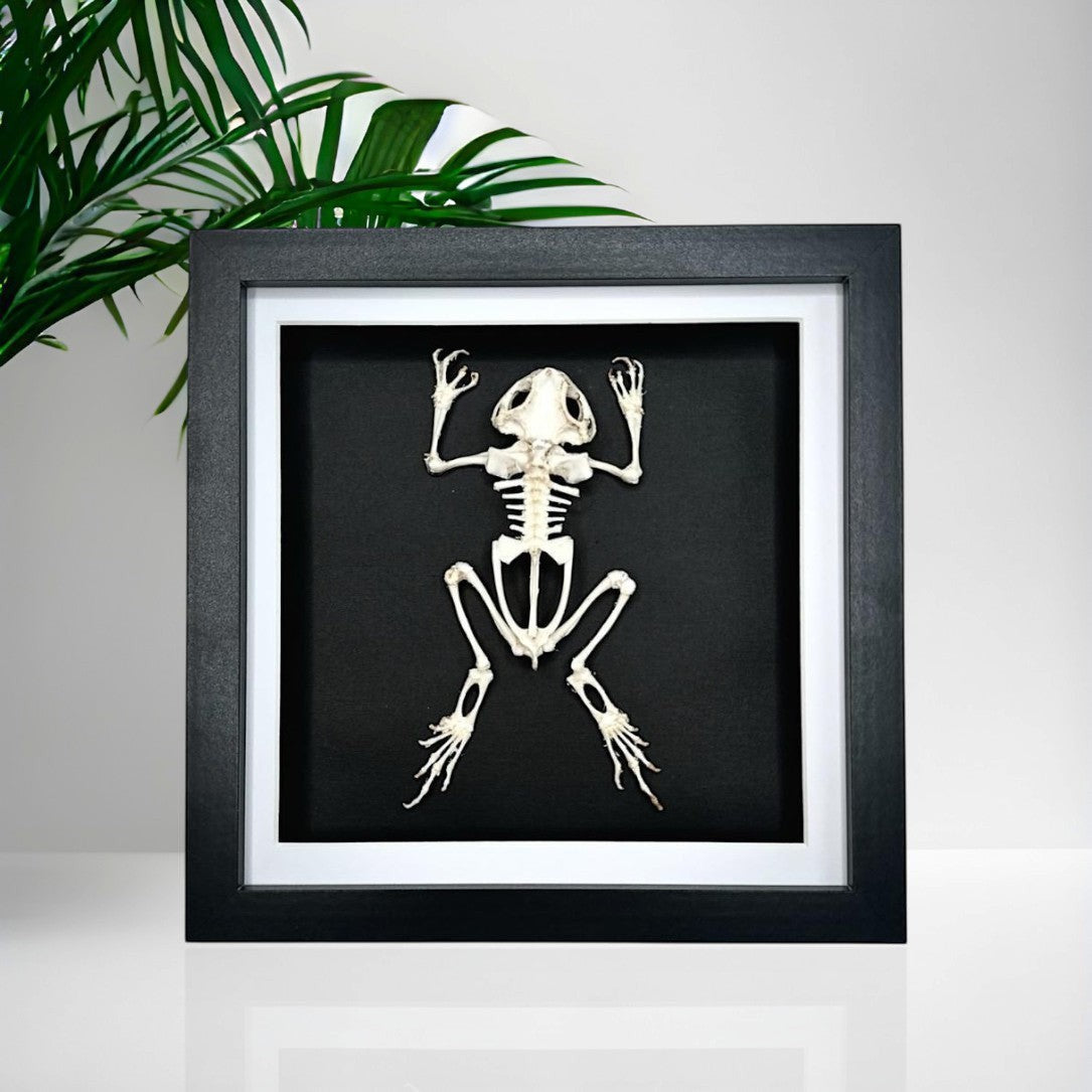 Cuteaholic Asian Common Toad skeleton, ethically sourced, framed in a medium black shadow box with white matting. Taxidermy entomology home decor.