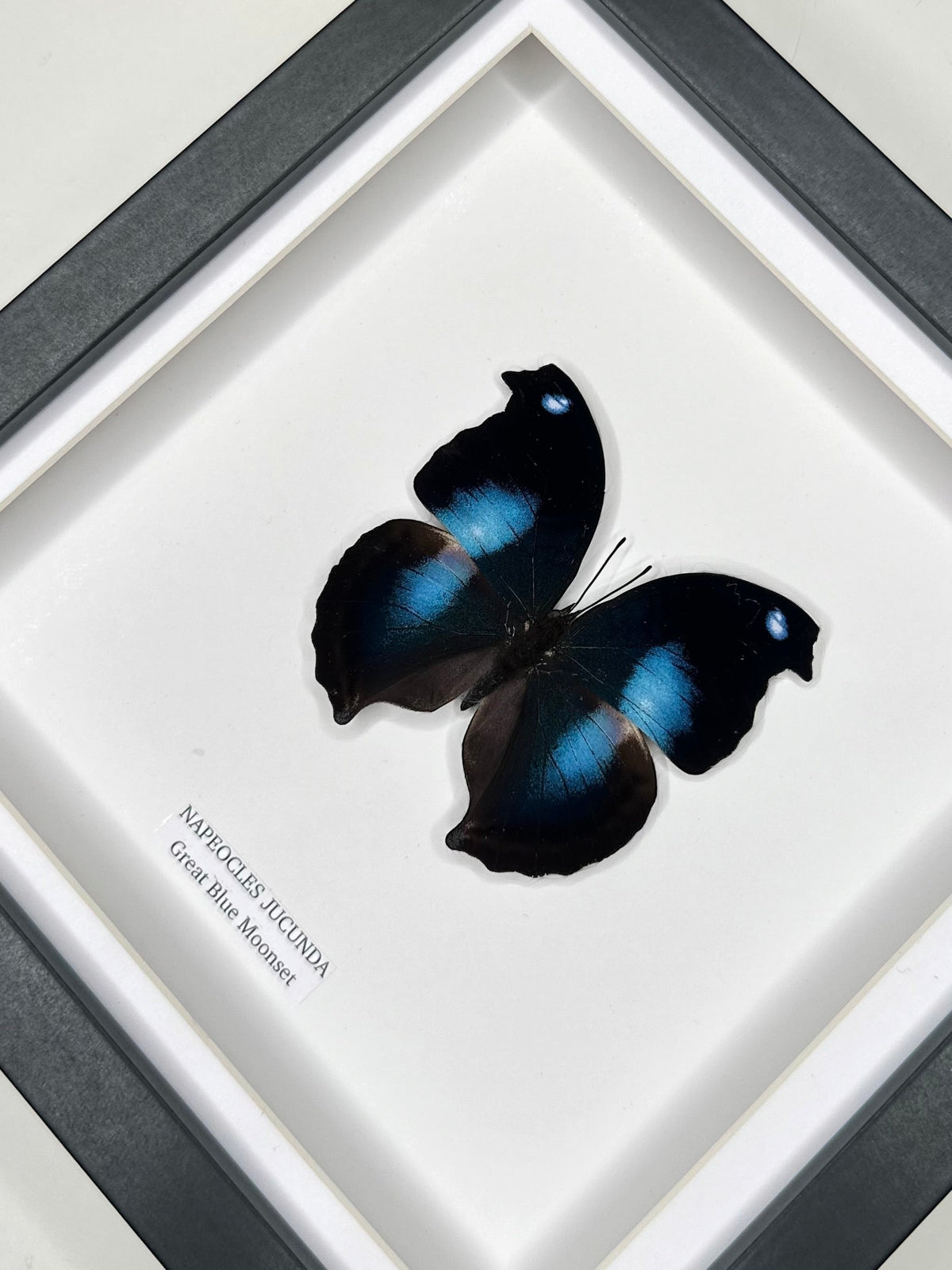 Cuteaholic Great Blue Moonset Napeocles Jucunda butterfly in a medium square frame with black and white matting. Features iridescent blue markings.