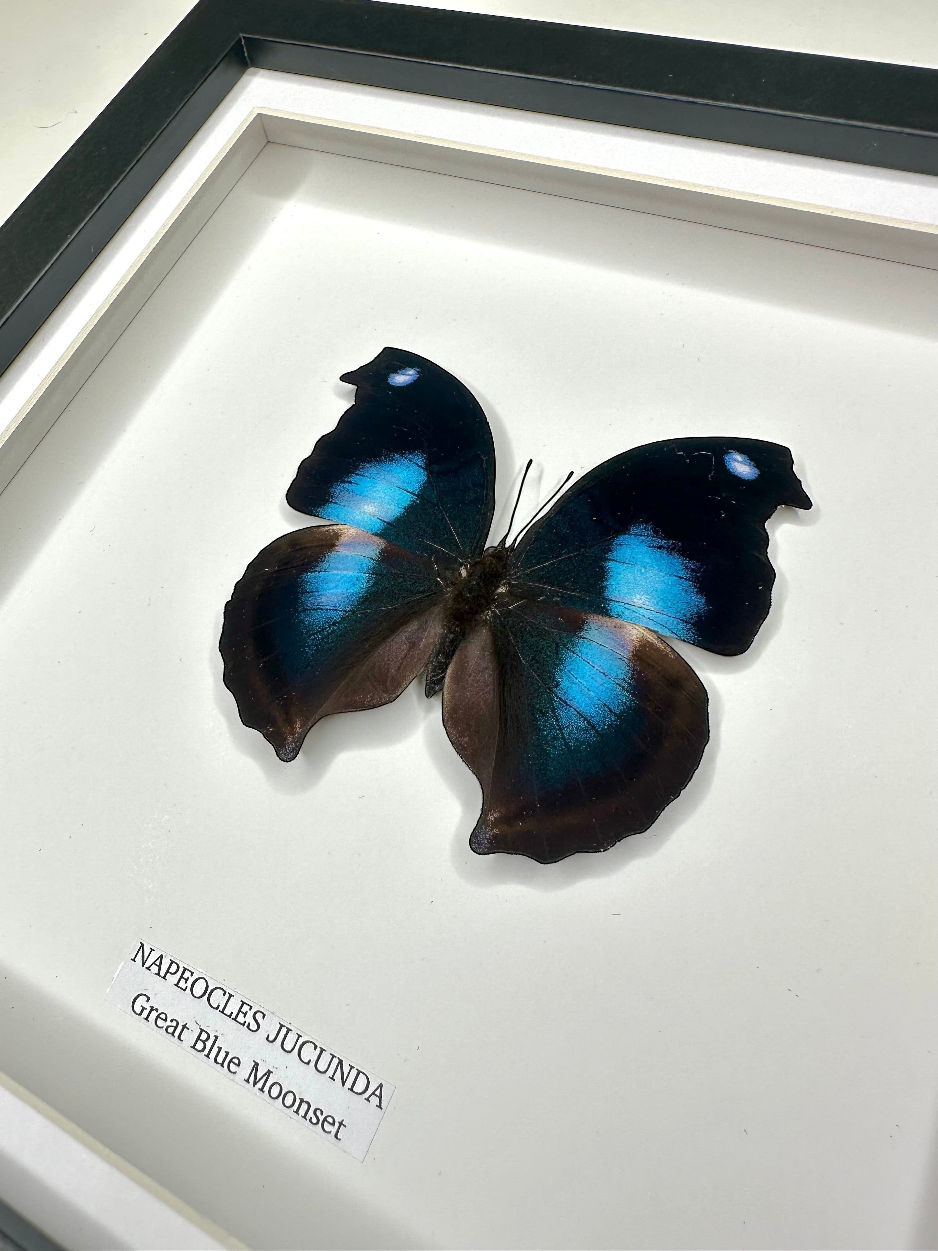 Cuteaholic Great Blue Moonset Napeocles Jucunda butterfly in a medium black and white frame. Features iridescent blue and black wings.