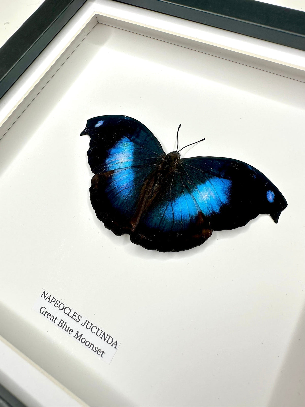 Cuteaholic Great Blue Moonset (Napeocles Jucunda) butterfly in a medium black frame with white backing. Vibrant blue and black wings.