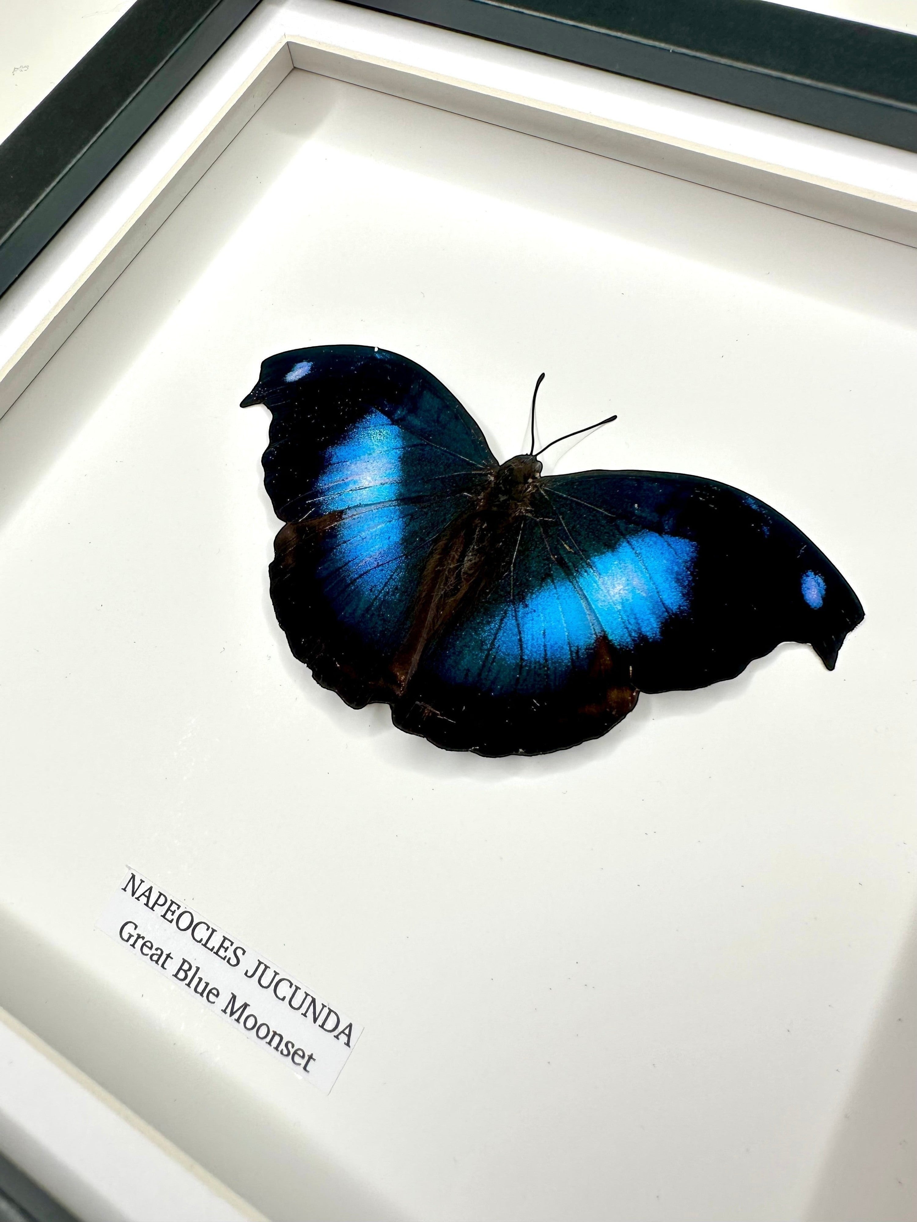 Cuteaholic Great Blue Moonset (Napeocles Jucunda) butterfly in a medium black frame with white backing. Vibrant blue and black wings.