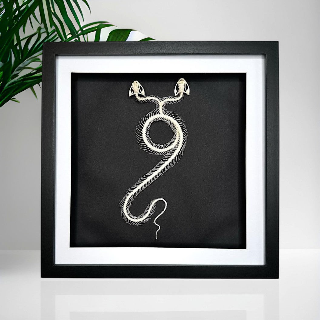 Cuteaholic framed taxidermy of a two-headed white-lipped pit viper snake skeleton on black background.